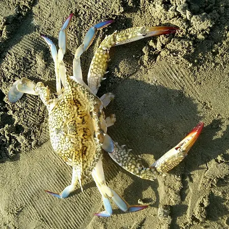 Pylaapts - Near The Pyla