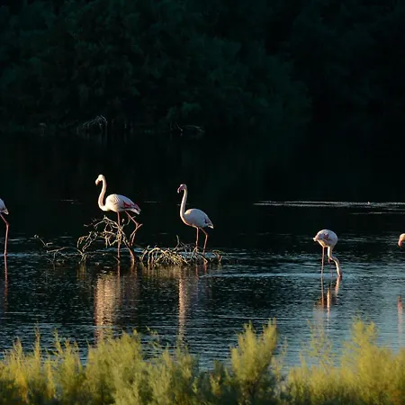 Pylaapts - Near The Pyla