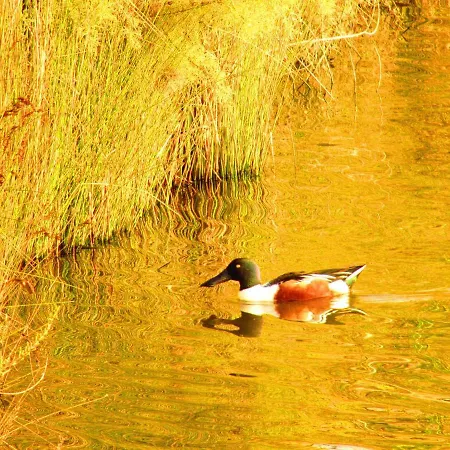 Pylaapts - Near The Apartment