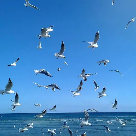 Pylaapts - Near The *