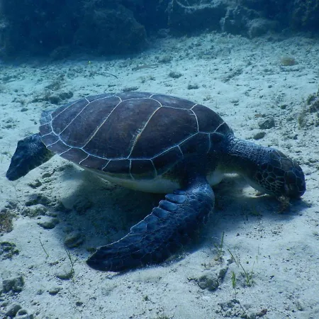 Pylaapts - Near The Apartment Pyla