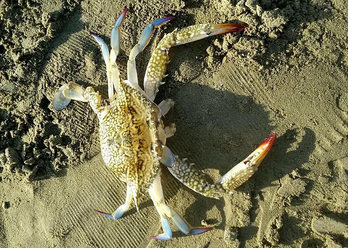 Pylaapts - Near The Pyla