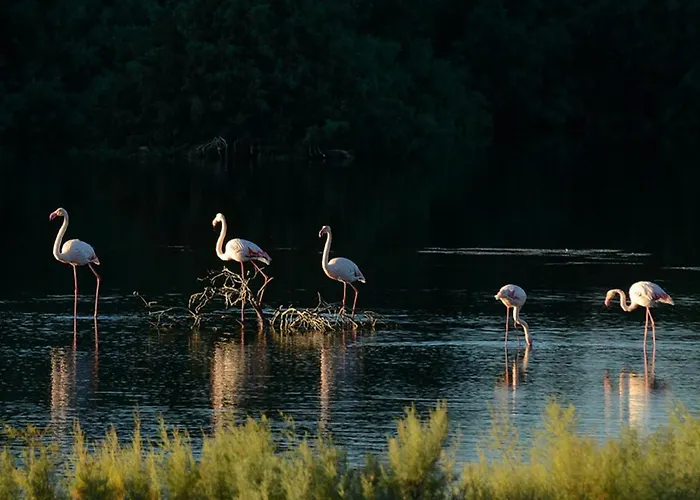 Pylaapts - Near The Pyla