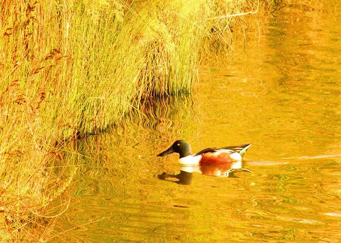 Pylaapts - Near The Apartament