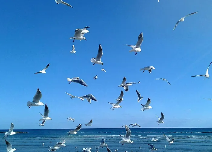 Pylaapts - Near The *