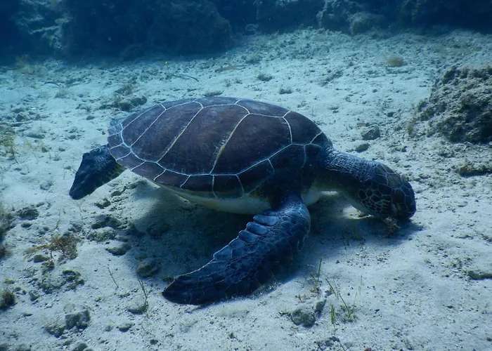 Pylaapts - Near The Apartament Pila